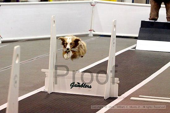 Dawg Derby Flyball Tournement<br />July 11, 2009<br />Classic Center<br />Athens, Ga