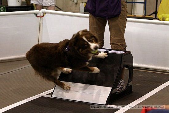 Dawg Derby Flyball Tournement<br />July 11, 2009<br />Classic Center<br />Athens, Ga