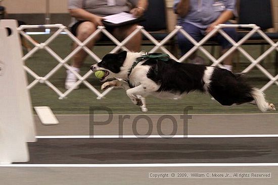 Dawg Derby Flyball Tournement<br />July 11, 2009<br />Classic Center<br />Athens, Ga