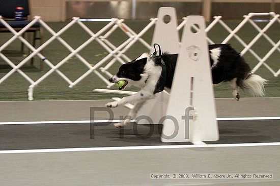 Dawg Derby Flyball Tournement<br />July 11, 2009<br />Classic Center<br />Athens, Ga