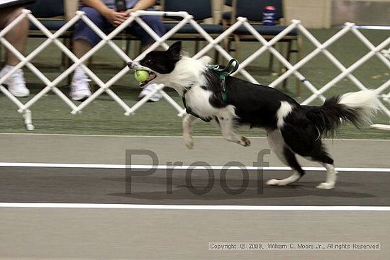 Dawg Derby Flyball Tournement<br />July 11, 2009<br />Classic Center<br />Athens, Ga