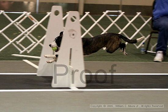 Dawg Derby Flyball Tournement<br />July 11, 2009<br />Classic Center<br />Athens, Ga