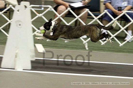 Dawg Derby Flyball Tournement<br />July 11, 2009<br />Classic Center<br />Athens, Ga