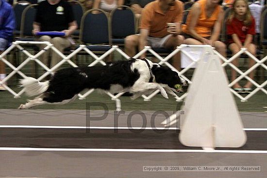 Dawg Derby Flyball Tournement<br />July 11, 2009<br />Classic Center<br />Athens, Ga