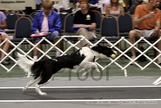 Dawg Derby Flyball Tournement<br />July 11, 2009<br />Classic Center<br />Athens, Ga