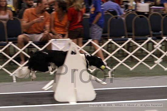 Dawg Derby Flyball Tournement<br />July 11, 2009<br />Classic Center<br />Athens, Ga