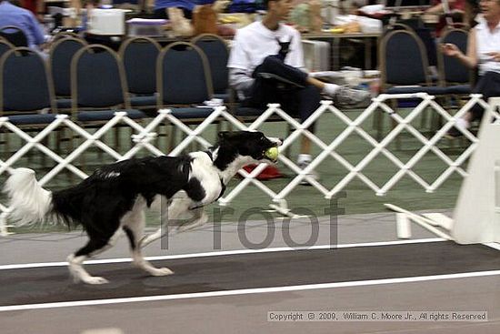 Dawg Derby Flyball Tournement<br />July 11, 2009<br />Classic Center<br />Athens, Ga