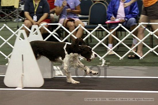 Dawg Derby Flyball Tournement<br />July 11, 2009<br />Classic Center<br />Athens, Ga