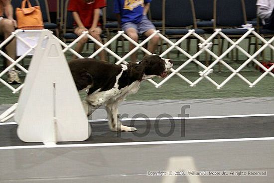 Dawg Derby Flyball Tournement<br />July 11, 2009<br />Classic Center<br />Athens, Ga