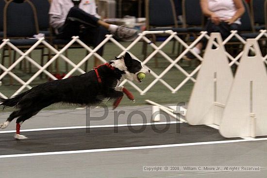 Dawg Derby Flyball Tournement<br />July 11, 2009<br />Classic Center<br />Athens, Ga