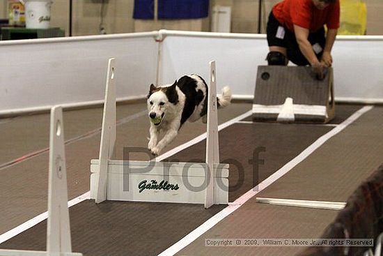 Dawg Derby Flyball Tournement<br />July 11, 2009<br />Classic Center<br />Athens, Ga