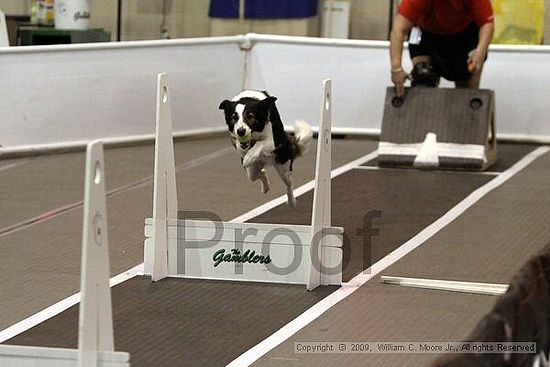 Dawg Derby Flyball Tournement<br />July 11, 2009<br />Classic Center<br />Athens, Ga