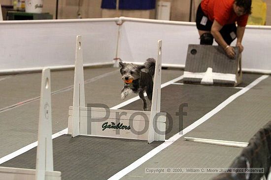 Dawg Derby Flyball Tournement<br />July 11, 2009<br />Classic Center<br />Athens, Ga