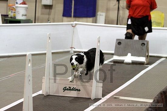 Dawg Derby Flyball Tournement<br />July 11, 2009<br />Classic Center<br />Athens, Ga