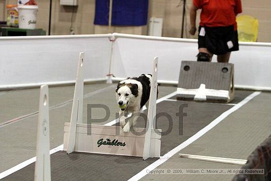 Dawg Derby Flyball Tournement<br />July 11, 2009<br />Classic Center<br />Athens, Ga