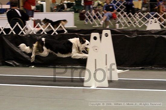 Dawg Derby Flyball Tournement<br />July 11, 2009<br />Classic Center<br />Athens, Ga