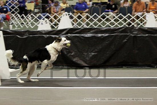 Dawg Derby Flyball Tournement<br />July 11, 2009<br />Classic Center<br />Athens, Ga