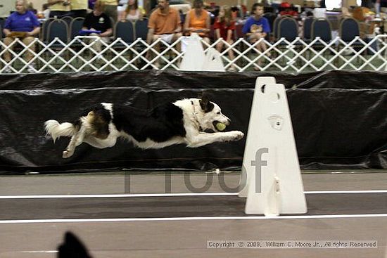 Dawg Derby Flyball Tournement<br />July 11, 2009<br />Classic Center<br />Athens, Ga