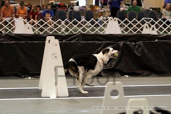 Dawg Derby Flyball Tournement<br />July 11, 2009<br />Classic Center<br />Athens, Ga