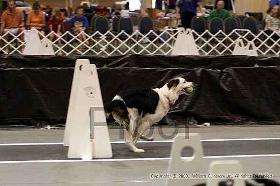 Dawg Derby Flyball Tournement<br />July 11, 2009<br />Classic Center<br />Athens, Ga