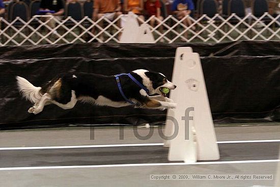 Dawg Derby Flyball Tournement<br />July 11, 2009<br />Classic Center<br />Athens, Ga