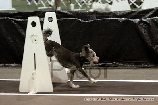 Dawg Derby Flyball Tournement<br />July 11, 2009<br />Classic Center<br />Athens, Ga