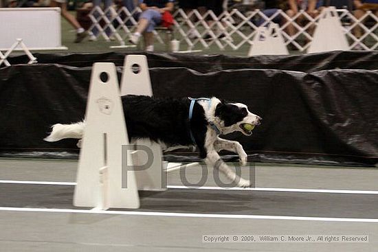 Dawg Derby Flyball Tournement<br />July 11, 2009<br />Classic Center<br />Athens, Ga