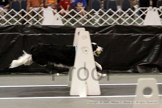 Dawg Derby Flyball Tournement<br />July 11, 2009<br />Classic Center<br />Athens, Ga