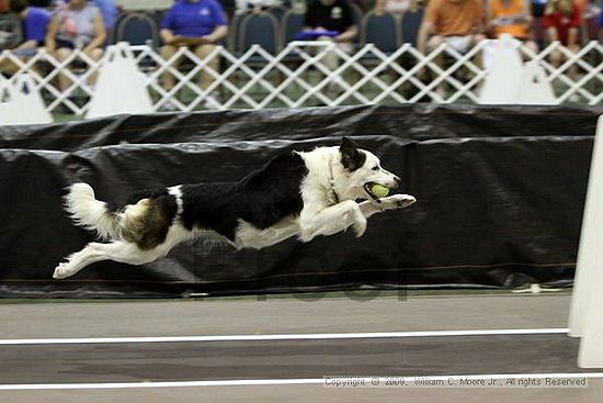 Dawg Derby Flyball Tournement<br />July 11, 2009<br />Classic Center<br />Athens, Ga