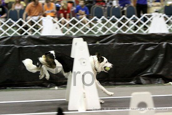 Dawg Derby Flyball Tournement<br />July 11, 2009<br />Classic Center<br />Athens, Ga