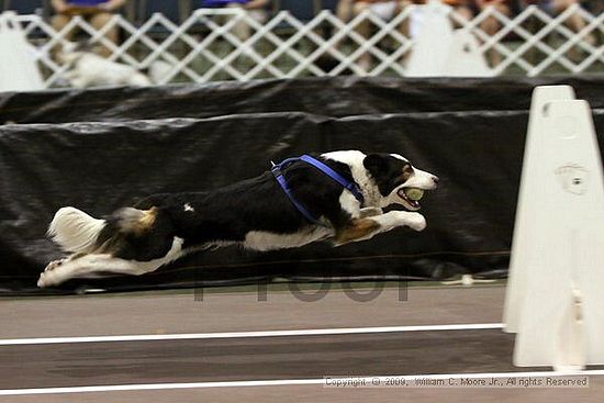 Dawg Derby Flyball Tournement<br />July 11, 2009<br />Classic Center<br />Athens, Ga