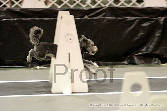 Dawg Derby Flyball Tournement<br />July 11, 2009<br />Classic Center<br />Athens, Ga