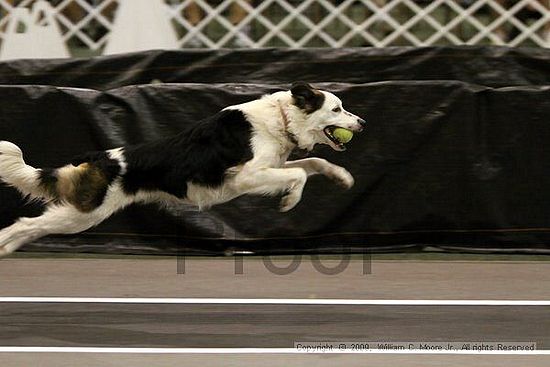 Dawg Derby Flyball Tournement<br />July 11, 2009<br />Classic Center<br />Athens, Ga