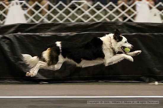 Dawg Derby Flyball Tournement<br />July 11, 2009<br />Classic Center<br />Athens, Ga