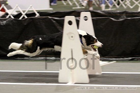 Dawg Derby Flyball Tournement<br />July 11, 2009<br />Classic Center<br />Athens, Ga