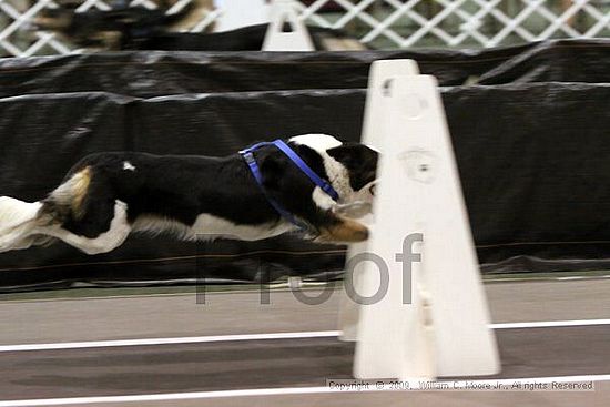 Dawg Derby Flyball Tournement<br />July 11, 2009<br />Classic Center<br />Athens, Ga