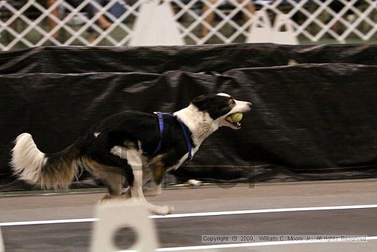 Dawg Derby Flyball Tournement<br />July 11, 2009<br />Classic Center<br />Athens, Ga