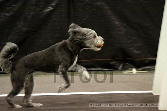 Dawg Derby Flyball Tournement<br />July 11, 2009<br />Classic Center<br />Athens, Ga