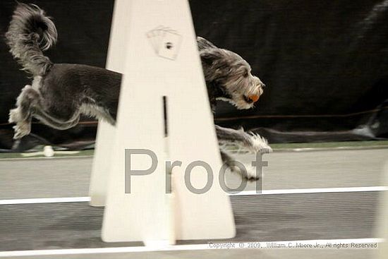 Dawg Derby Flyball Tournement<br />July 11, 2009<br />Classic Center<br />Athens, Ga