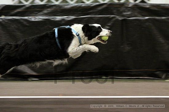 Dawg Derby Flyball Tournement<br />July 11, 2009<br />Classic Center<br />Athens, Ga