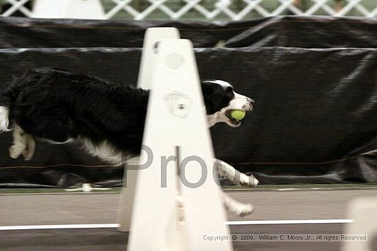 Dawg Derby Flyball Tournement<br />July 11, 2009<br />Classic Center<br />Athens, Ga