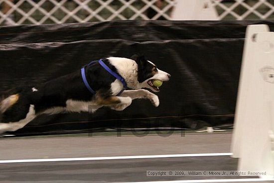 Dawg Derby Flyball Tournement<br />July 11, 2009<br />Classic Center<br />Athens, Ga