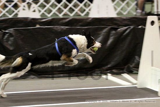 Dawg Derby Flyball Tournement<br />July 11, 2009<br />Classic Center<br />Athens, Ga