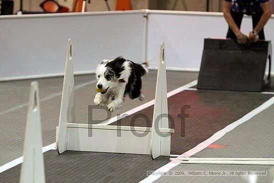 Dawg Derby Flyball Tournement<br />July 11, 2009<br />Classic Center<br />Athens, Ga