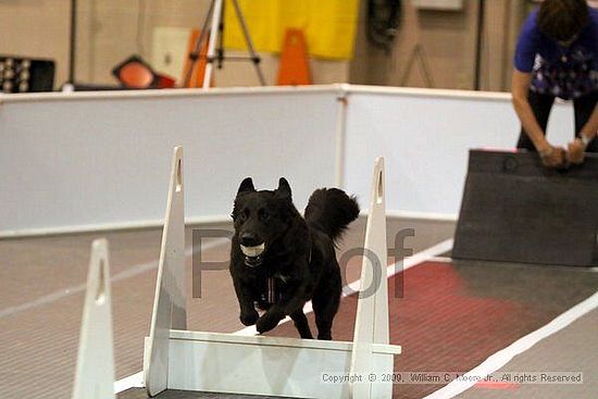 Dawg Derby Flyball Tournement<br />July 11, 2009<br />Classic Center<br />Athens, Ga