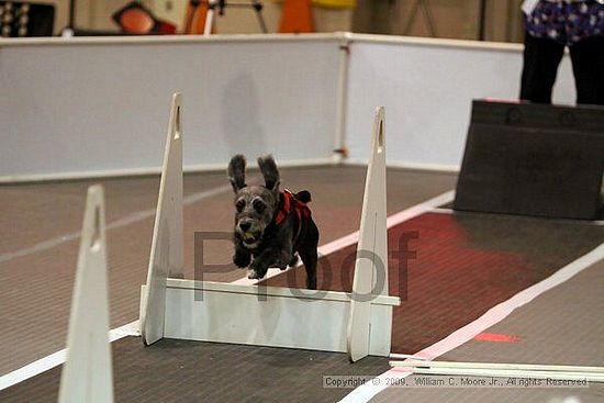 Dawg Derby Flyball Tournement<br />July 11, 2009<br />Classic Center<br />Athens, Ga