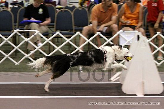 Dawg Derby Flyball Tournement<br />July 11, 2009<br />Classic Center<br />Athens, Ga