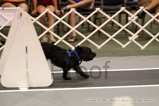 Dawg Derby Flyball Tournement<br />July 11, 2009<br />Classic Center<br />Athens, Ga