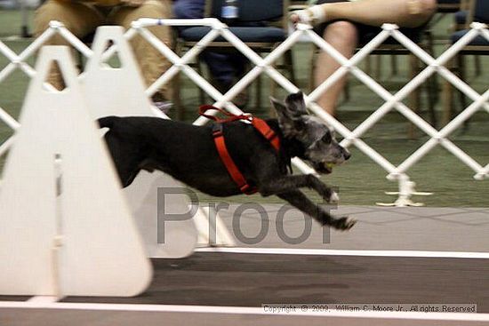 Dawg Derby Flyball Tournement<br />July 11, 2009<br />Classic Center<br />Athens, Ga