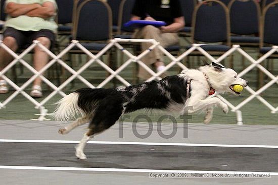 Dawg Derby Flyball Tournement<br />July 11, 2009<br />Classic Center<br />Athens, Ga